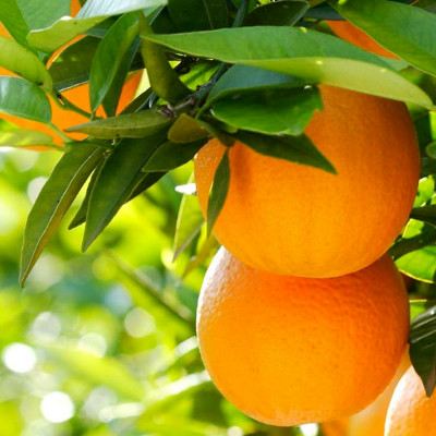 Pomaranč - 10ml