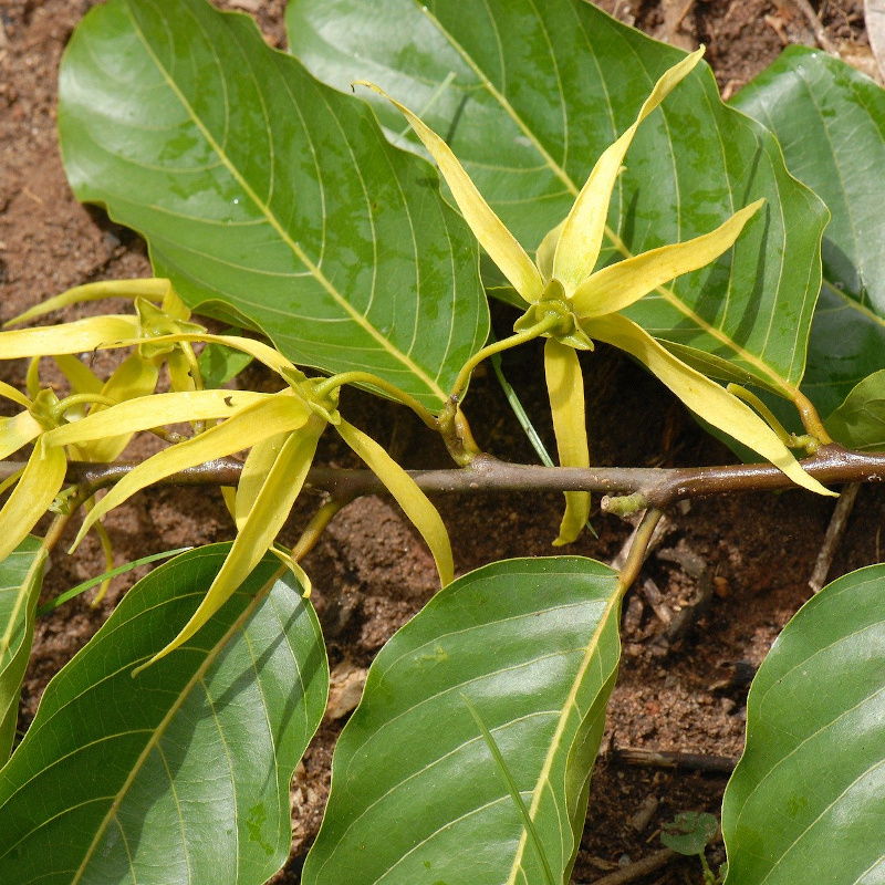 Ylang ylang - 10ml